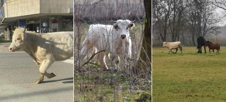 BIK POBJEGAO IZ KLAONICE I 16 DANA LUTAO: ZBOG VELIKE ŽELJE ZA ŽIVOTOM, NEĆE BITI ZAKLAN