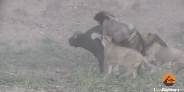 (VIDEO) POGLEDAJTE KAKO SU OVI LAVOVI ZBOG NESLOGE OSTALI BEZ GOTOVOG PLIJENA