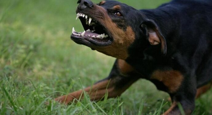 Užas u Vojvodini! Dječak preminuo nakon što su ga izujedali psi