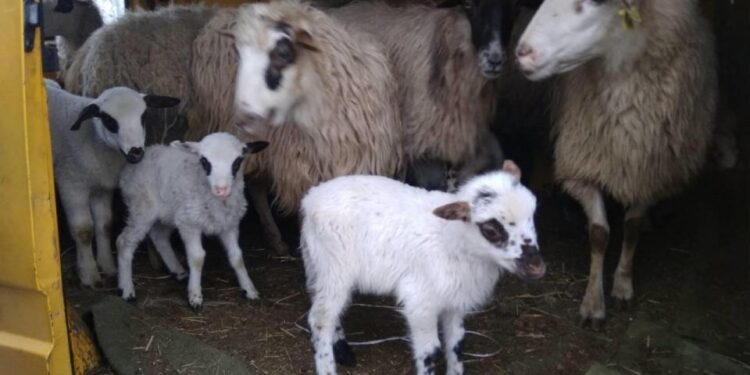 Podgorica: Ovca s jagnjetom cijenjena 170 €