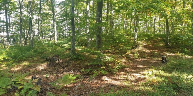IZ ZELENOG FONDA 99,9 MILIONA DINARA ZA POŠUMLJAVANJE 38 OPŠTINA I GRADOVA