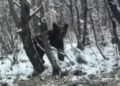 (VIDEO) MEDVJED IZNENADIO SARAJLIJU NA PUTU PREMA BJELAŠNICI