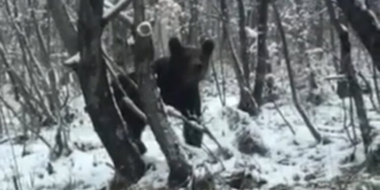 (VIDEO) MEDVJED IZNENADIO SARAJLIJU NA PUTU PREMA BJELAŠNICI