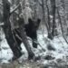 (VIDEO) MEDVJED IZNENADIO SARAJLIJU NA PUTU PREMA BJELAŠNICI