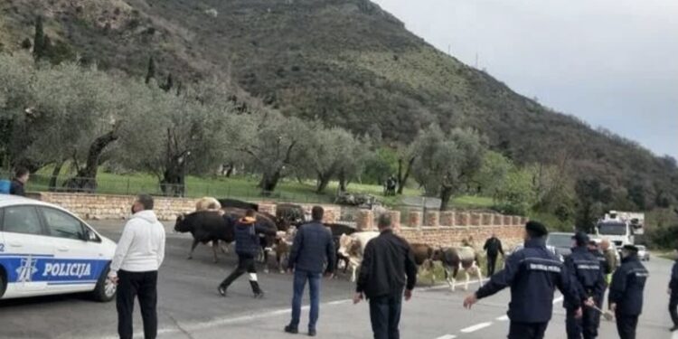Budva: Uhvaćeno 16. grla “Lutajuće stoke”