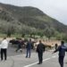 Budva: Uhvaćeno 16. grla “Lutajuće stoke”