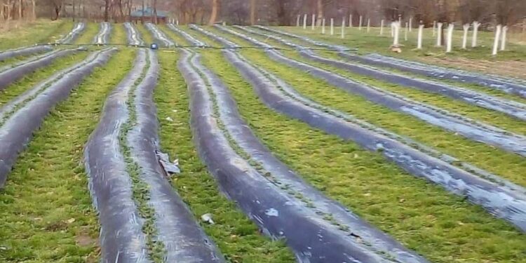 ZA PODRŠKU POLJOPRIVREDNICIMA NA PODRUČJU OPŠTINE BIJELO POLJE BIĆE IZDVOJENO 250.000 EURA