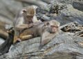 25 majmuna pobjeglo iz Zoo vrta u Njemačkoj: Proveli dan sunčajući se