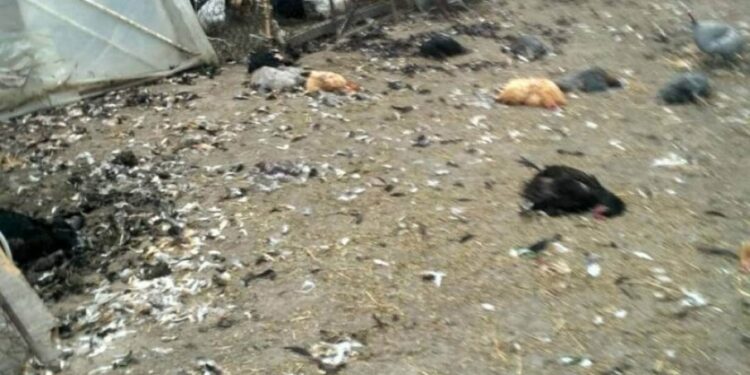 Ptičiji grip na Kosovu, uništena živina na pet farmi