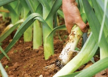 Recite ZBOGOM diabetesu i višku kilograma bez posebog truda! (RECEPT)