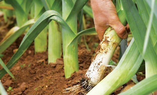 Recite ZBOGOM diabetesu i višku kilograma bez posebog truda! (RECEPT)