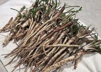 UBIJA ČELIJE RAKA ZA 48 SATI: Ovaj korijen je efikasniji od kemoterapije