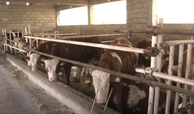 (VIDEO) SJAJAN MLADI DOMAĆIN KOJI JE OSTAO NA SELU! Pogledajte kako je sredio farmu junadi!