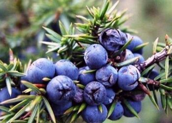 OBAVEZNO GA ZAPIŠITE JER GA STALNO BRIŠU: Stari narodni recept koji snižava šećer u krvi, topi salo oko stomaka…