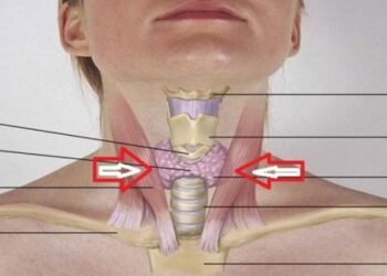 Štitna žlijezda ima značajnu funkciju u našem organizmu, evo šta vam treba da bude zdrava