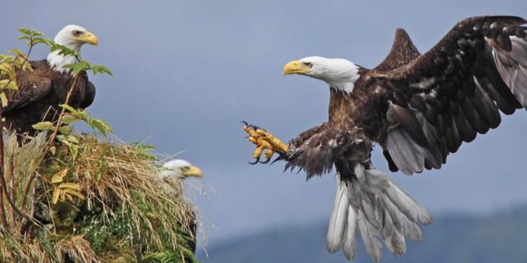 Znate Li Kako Ženka Orla Bira Oca Za Svoje Potomstvo?