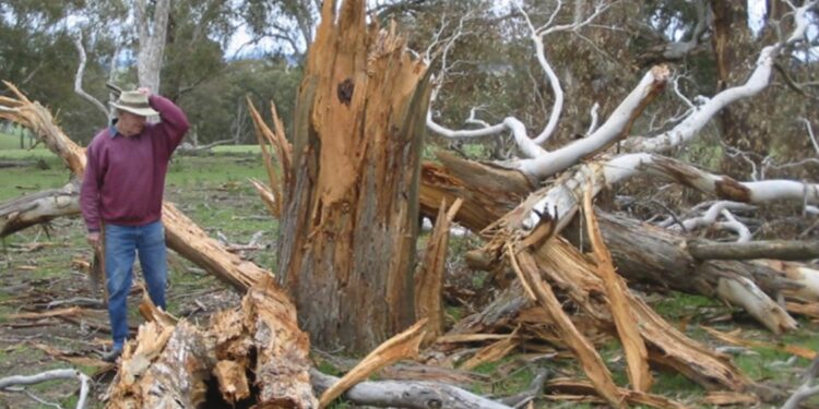 (VIDEO) GROM UDARIO U HRAST, A Ono Što Je Ovaj Domaćin Pronašao U Njemu Promijenit Će Mu ŽIVOT