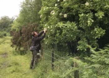 Muškarac svjedoči: Ova biljka me je izliječila od raka