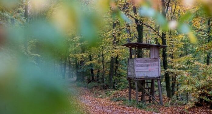 HOROR U SUSJEDSTVU: MONSTRUMI OBJESILI PSA ZA DRVO, EVO ŠTA SU MU URADILI