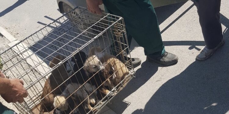 Iz Tutina uklonjeno još 33 pasa lutalica