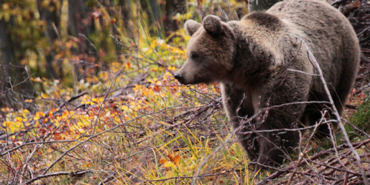 DRAMA NA PLANINI GOLIJI: POŠTAR I MEDVJED SE SUSRELI OČI U OČI, JEDVA SE SPASIO