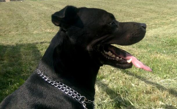 JEZIVA SCENA NA ZVEZDARI: Muškarac pucao u psa kojeg je vlasnica vodila na povocu