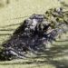 Aligator morao biti usmrćen zbog povreda koje su mu nanijela djeca