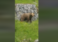 (VIDEO) Snimljen napad mevjeda na stado ovaca u BiH: “Vidi, živi je jede”