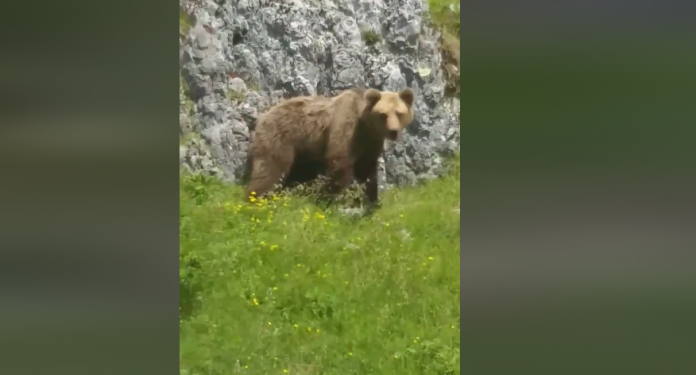(VIDEO) Snimljen napad mevjeda na stado ovaca u BiH: “Vidi, živi je jede”