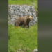 (VIDEO) Snimljen napad mevjeda na stado ovaca u BiH: “Vidi, živi je jede”