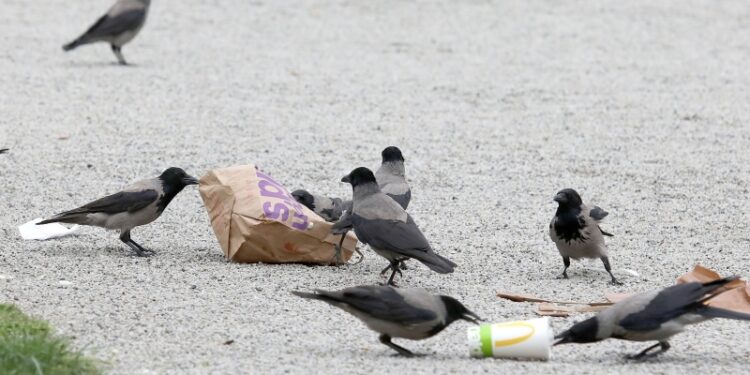 Vrane u Zagrebu teško povrijedile više žena, vlasti zabrinute
