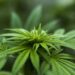 Meksiko legalizovao marihuanu za odrasle