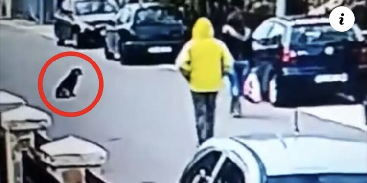 (VIDEO) Sumnjivi muškarac je s leđa napao ženu u Podgorici. Ono što je pas lutalica uradio je obišlo svijet!