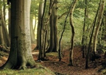 Pola sata u dubokoj šumi štiti dva mjeseca vaš imunitet!