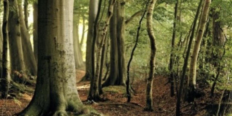 Pola sata u dubokoj šumi štiti dva mjeseca vaš imunitet!