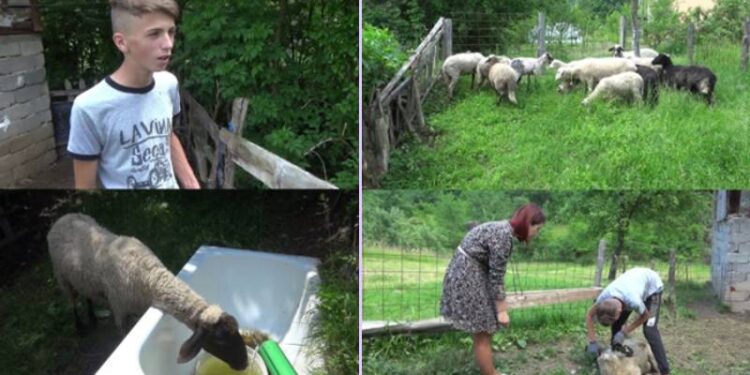 (VIDEO) DAN MU POČINJE KADA KLANJA SABAH: MUZE KRAVE I ŠIŠA OVCE, A IMA 14 GODINA