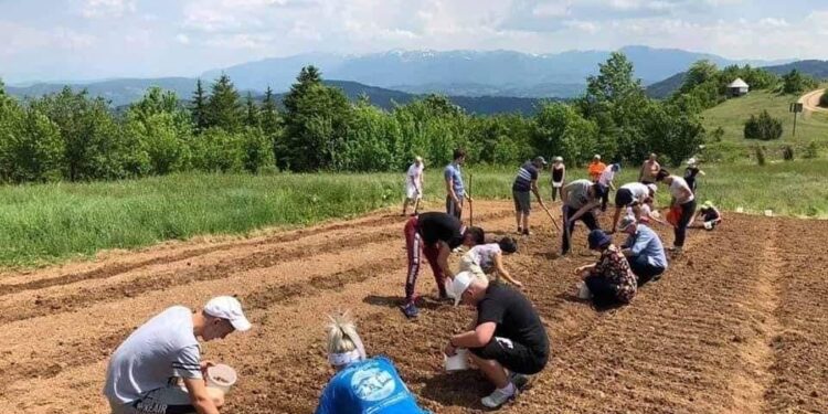 BIJELO POLJE: ZASADILI LUK ZA NARODNU KUHINJU