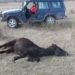 (VIDEO) Ovaj bespomoćni konj bio je u lancima svoj cijeli život. Pogledajte kako se zahvalio svojim spasiocima