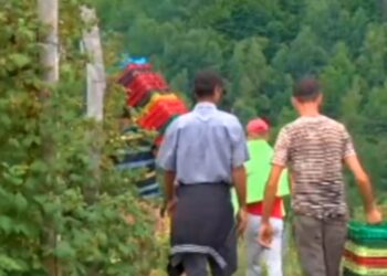 RADNICI IZ ALBANIJE I MONGOLIJE BERU MALINE U SRBIJI ZA 30€ DNEVNO! Berača nikad manje, Srbi neće na njivu