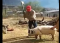 (VIDEO) Uzeo je sjekiru i krenuo da njome udari svinju po glavi. Nećete vjerovati šta će mu se dogoditi par sekundi kasnije…