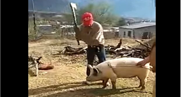 (VIDEO) Uzeo je sjekiru i krenuo da njome udari svinju po glavi. Nećete vjerovati šta će mu se dogoditi par sekundi kasnije…