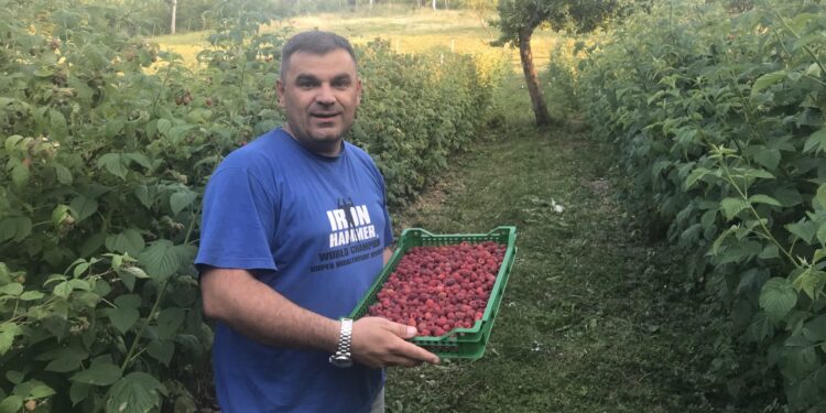MALINAR ALIS ADROVIĆ: MALINARSTVO JE BUDUĆNOST PETNJICE, POTREBNA HLADNJAČA ZA OZBILJNIJU PROIZVODNJU
