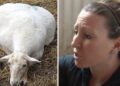 (VIDEO) Veterinar je rekao da će ovca koja je nosila mlade uginuti – nitko nije očekivao prizor koji je uslijedio u štali