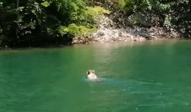 (VIDEO) Snimljen medo dok pliva preko Drine