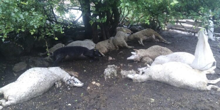Pljevljaku grom juče ubio 13 ovaca