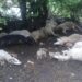 Pljevljaku grom juče ubio 13 ovaca
