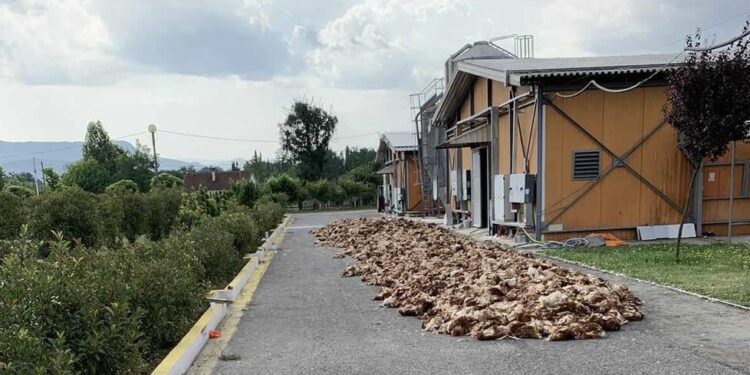 Crna Gora: Vrelina ubila kokoške vrijedne milion eura