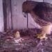 (VIDEO) Farmer je stavio kokošje jaje ispod orlovog gnijezda, pogledajte što se dogodilo