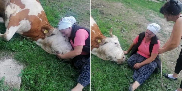 Pogledajte tužne fotografije: Nani Semki Šabić uginula krava, dobri ljudi pritekli u pomoć