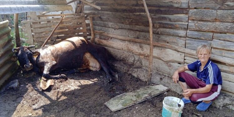 Tuga u kući Rahime Hurić: Zmija joj usmrtila jedinu kravu koju je imala